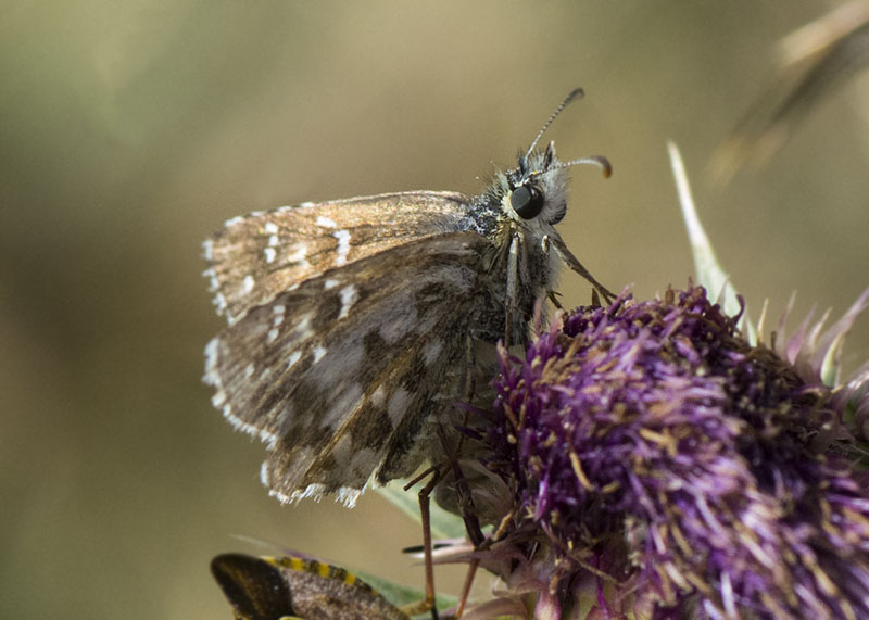 Pyrgus da determinare - Pyrgus cfr. picenus